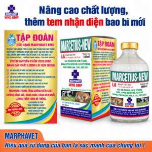 Marcetius new-LA