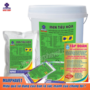 MEN TIÊU HÓA