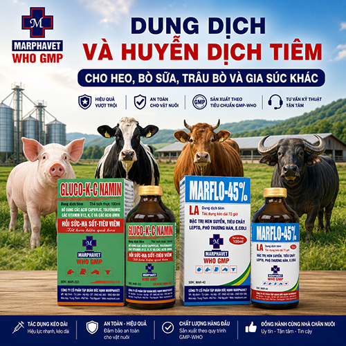 DUNG DỊCH VÀ HUYỄN DỊCH TIÊM CHO HEO, BÒ SỮA, TRÂU BÒ VÀ GIA SÚC KHÁC